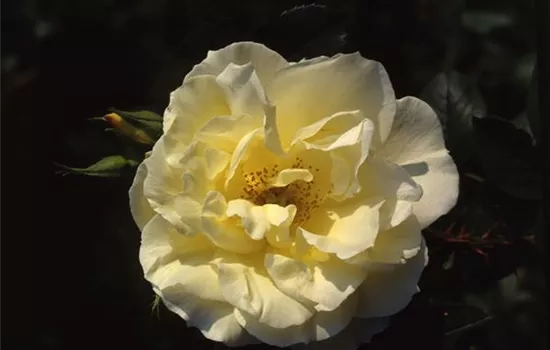 Rosa (Bodendeckerrose) 'Gelbe Dagmar Hastrup'