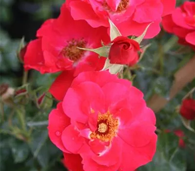 Rosa (Bodendeckerrose) 'Heidefeuer'®