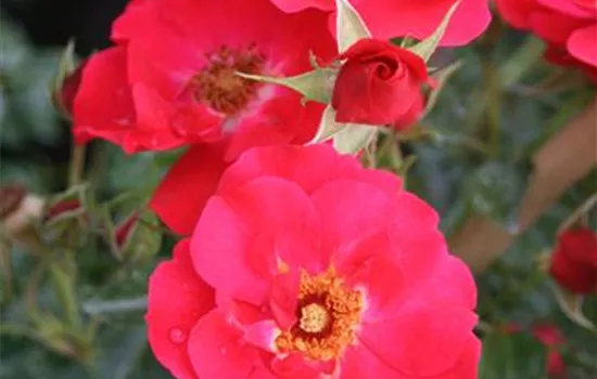 Rosa (Bodendeckerrose) 'Heidefeuer'®