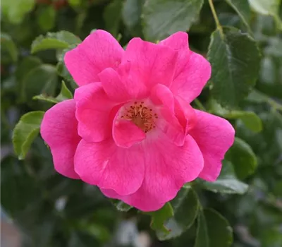 Rosa (Bodendeckerrose) 'Heidetraum'® Rosa (Bodendeckerrose) 'Heidetraum'®