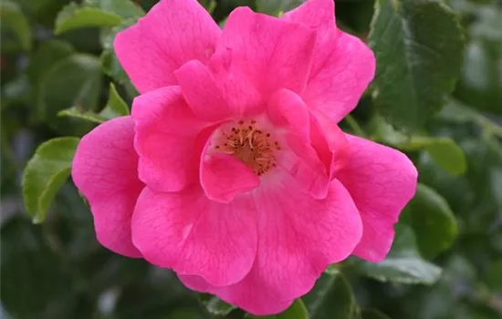 Rosa (Bodendeckerrose) 'Heidetraum'®