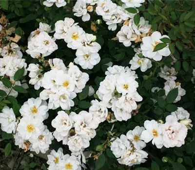 Rosa (Bodendeckerrose) 'Kent'®