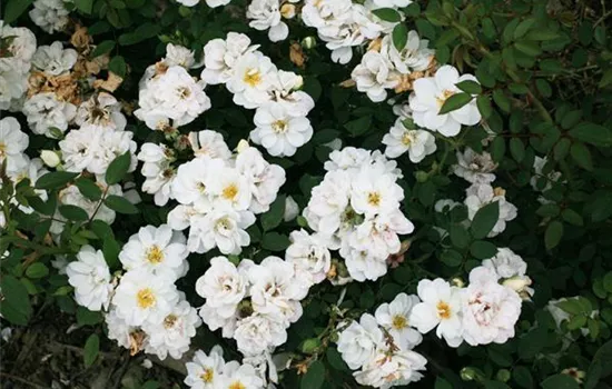 Rosa (Bodendeckerrose) 'Kent'®