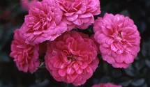 Rosa (Bodendeckerrose) 'Knirps'®