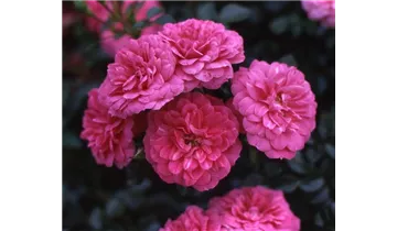Rosa (Bodendeckerrose) 'Knirps'®