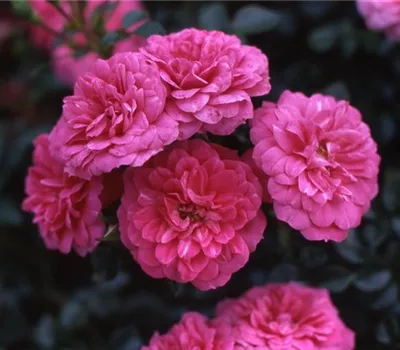 Rosa (Bodendeckerrose) 'Knirps'®