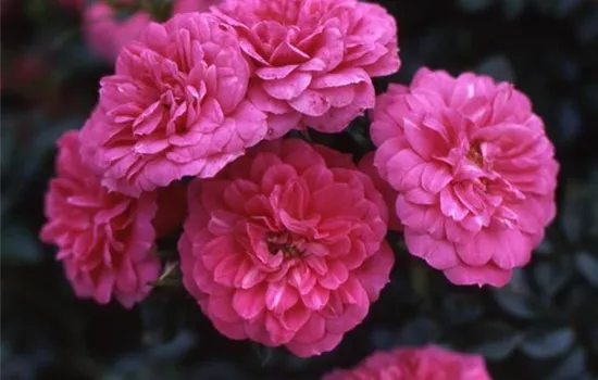 Rosa (Bodendeckerrose) 'Knirps'®