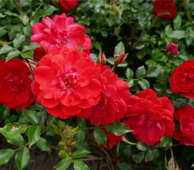 Rosa (Bodendeckerrose) 'Limesglut'®