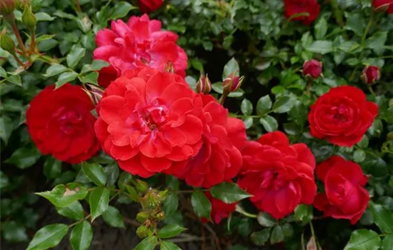 Rosa (Bodendeckerrose) 'Limesglut'®