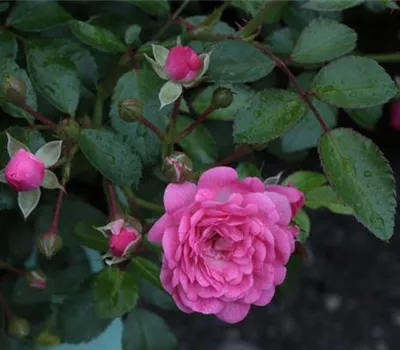 Rosa (Bodendeckerrose) 'Lovely Fairy'®