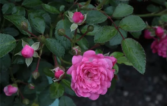 Rosa (Bodendeckerrose) 'Lovely Fairy'®
