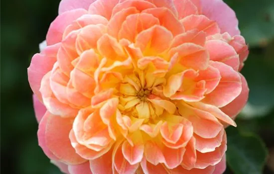 Rosa (Bodendeckerrose) 'Madrugada'