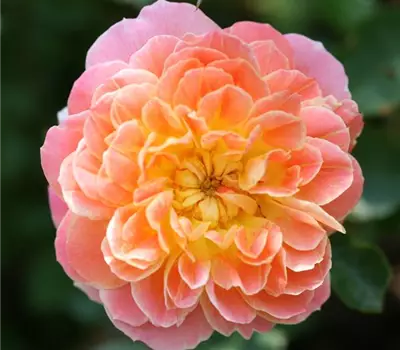 Rosa (Bodendeckerrose) 'Madrugada'