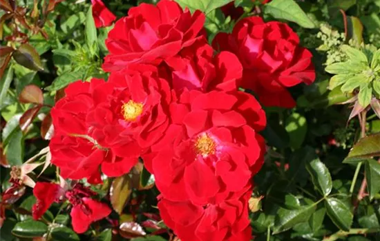 Rosa (Bodendeckerrose) 'Mainaufeuer'®