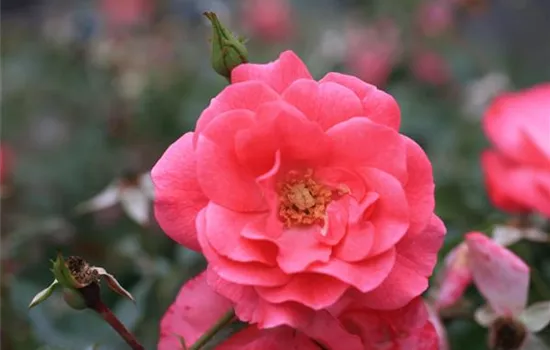 Rosa (Bodendeckerrose) 'Mirato'®