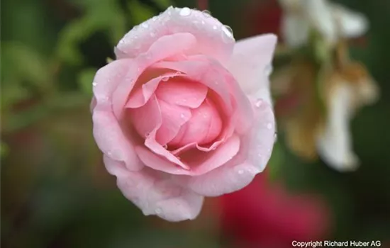 Rosa (Bodendeckerrose) 'Pearl Mirato'
