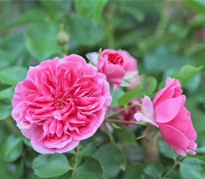 Rosa (Bodendeckerrose) 'Pink Swany'®