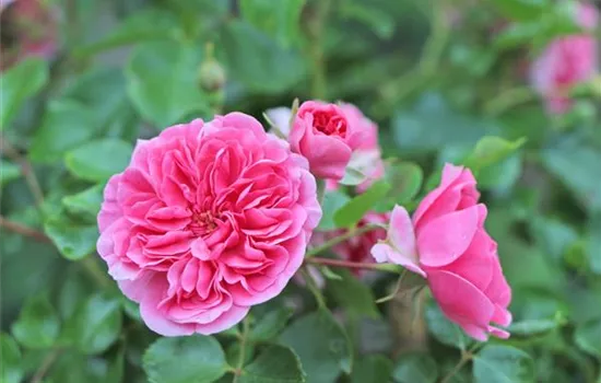 Rosa (Bodendeckerrose) 'Pink Swany'®