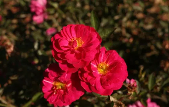 Rosa (Bodendeckerrose) 'Purple Rain'