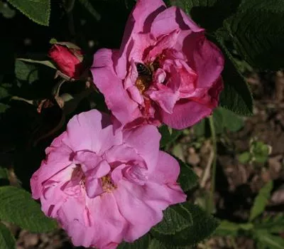 Rosa (Bodendeckerrose) 'Rugosa Foxi'