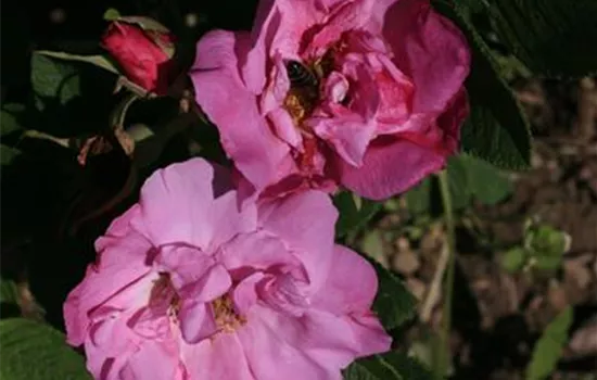 Rosa (Bodendeckerrose) 'Rugosa Foxi'