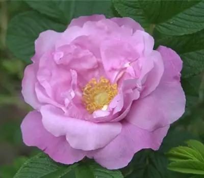 Rosa (Bodendeckerrose) 'Rugosa Foxi'