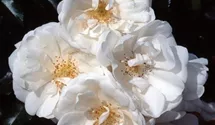 Rosa (Bodendeckerrose) 'Schneeflocke'®