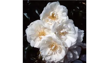Rosa (Bodendeckerrose) 'Schneeflocke'®