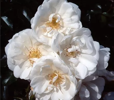 Rosa (Bodendeckerrose) 'Schneeflocke'® Rosa (Bodendeckerrose) 'Schneeflocke'®