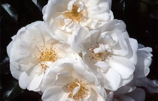 Rosa (Bodendeckerrose) 'Schneeflocke'®