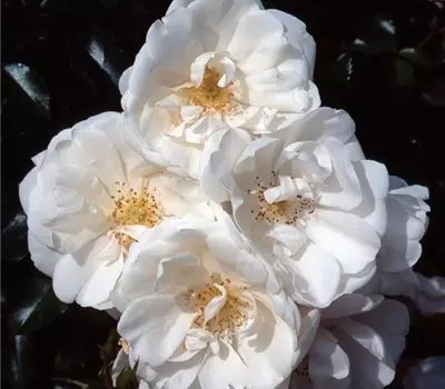 Rosa (Bodendeckerrose) 'Schneeflocke'®