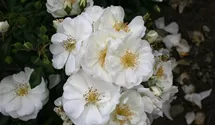 Rosa (Bodendeckerrose) 'Schneeflocke'®