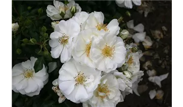 Rosa (Bodendeckerrose) 'Schneeflocke'®