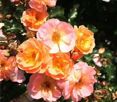 Rosa (Bodendeckerrose) 'Sedana'® Rosa (Bodendeckerrose) 'Sedana'®