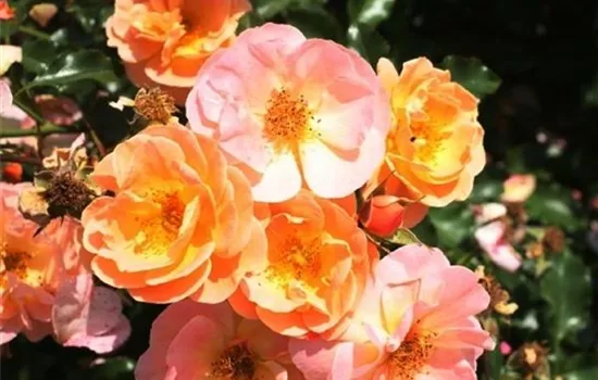 Rosa (Bodendeckerrose) 'Sedana'®