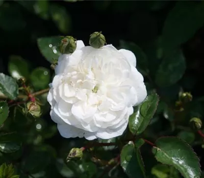 Rosa (Bodendeckerrose) 'Snow Ballet'®