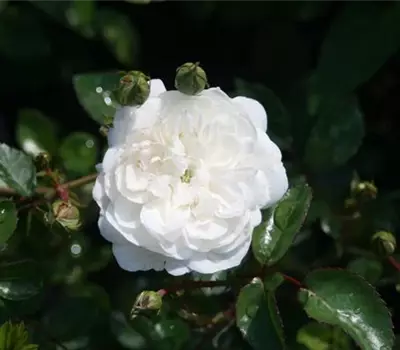 Rosa (Bodendeckerrose) 'Snow Ballet'®