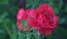 Rosa (Bodendeckerrose) 'Sorrento'®