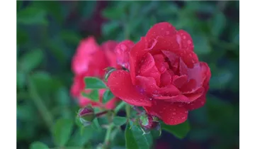 Rosa (Bodendeckerrose) 'Sorrento'®