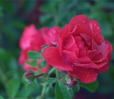 Rosa (Bodendeckerrose) 'Sorrento'® Rosa (Bodendeckerrose) 'Sorrento'®
