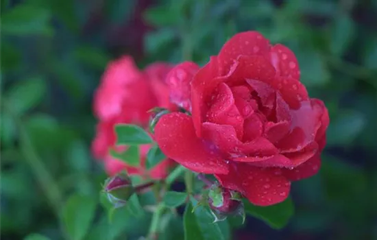 Rosa (Bodendeckerrose) 'Sorrento'®