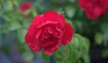 Rosa (Bodendeckerrose) 'Sorrento'®