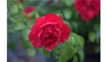 Rosa (Bodendeckerrose) 'Sorrento'®