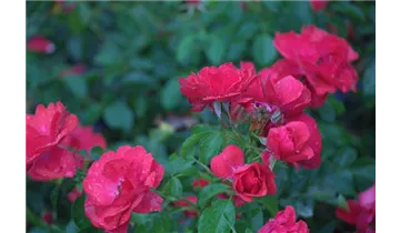 Rosa (Bodendeckerrose) 'Sorrento'®