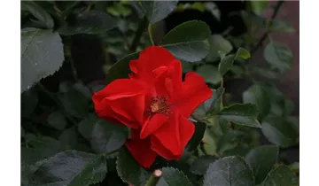 Rosa (Bodendeckerrose) 'Sorrento'®