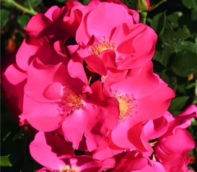 Rosa (Bodendeckerrose) 'Stadt Rom' Rosa (Bodendeckerrose) 'Stadt Rom'