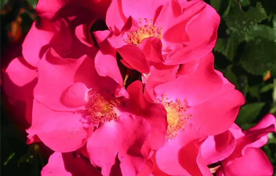 Rosa (Bodendeckerrose) 'Stadt Rom'
