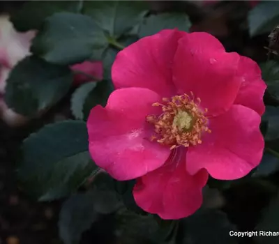 Rosa (Bodendeckerrose) 'Stadt Rom'
