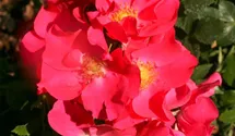 Rosa (Bodendeckerrose) 'Stadt Rom'