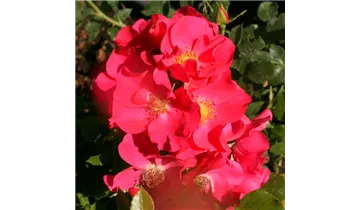 Rosa (Bodendeckerrose) 'Stadt Rom'
